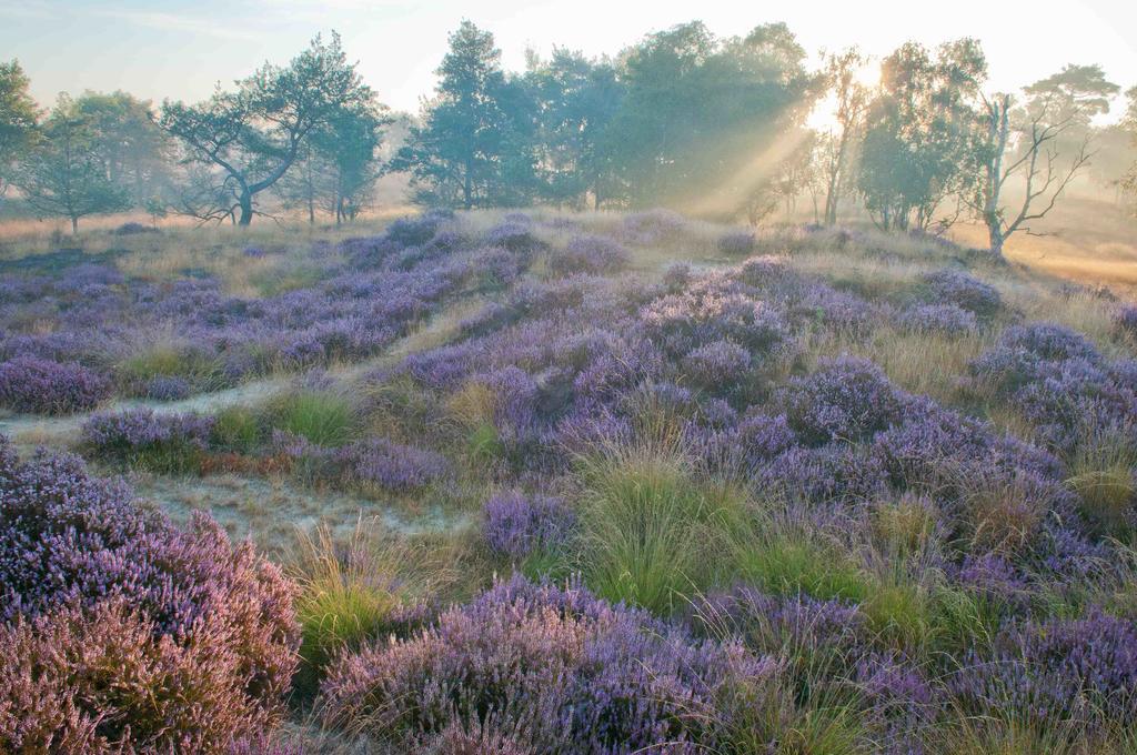 Landhuisjes Bij De Wouterbron Opglabbeek Exteriör bild